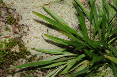 Helianthus longifolius