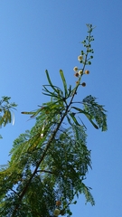 Leucaena leucocephala