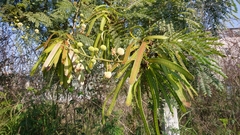 Leucaena leucocephala