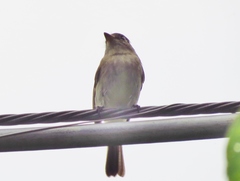 Empidonax flaviventris