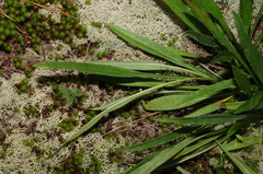 Helianthus longifolius