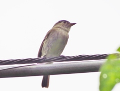 Empidonax flaviventris