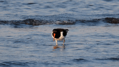 Haematopus palliatus