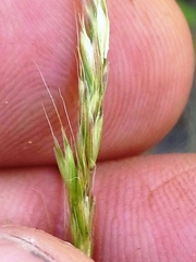 Trisetum interruptum