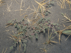 Salsoloideae