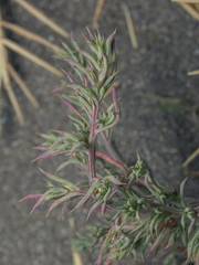 Salsoloideae