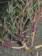 Salsoloideae