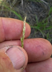 Trisetum interruptum