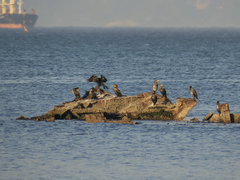 Nannopterum brasilianum