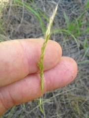 Trisetum interruptum