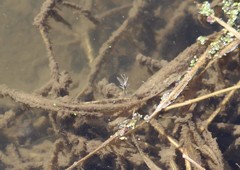 Ephemeroptera