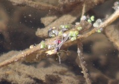 Ephemeroptera