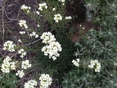 Erysimum franciscanum