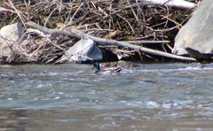 Anas platyrhynchos