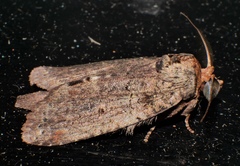 Archigargetta amydra