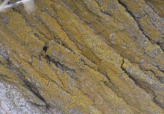 Xanthomendoza fallax