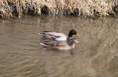 Anas platyrhynchos