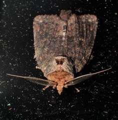 Archigargetta amydra