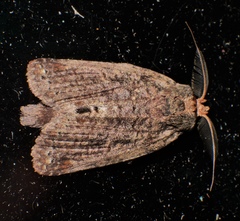 Archigargetta amydra