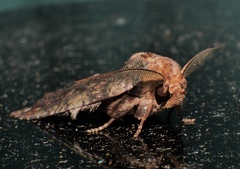 Archigargetta amydra