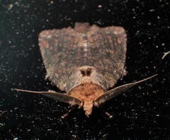 Archigargetta amydra