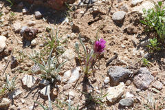 Castilleja exserta