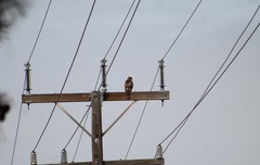 Buteo jamaicensis