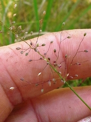 Dichanthelium leucothrix