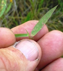 Dichanthelium leucothrix