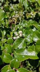Azara serrata