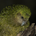 Kakapo - Photo (c) Oscar Thomas, some rights reserved (CC BY-NC-ND), uploaded by Oscar Thomas