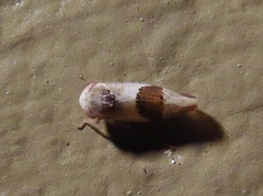 Norvellina seminuda