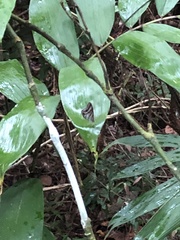 Chloreuptychia chlorimene