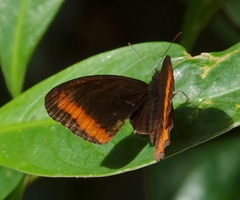 Pedaliodes symmachus