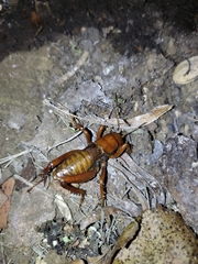 Cratomelus