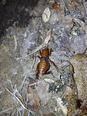 Cratomelus