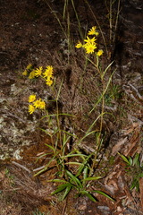 Helianthus longifolius