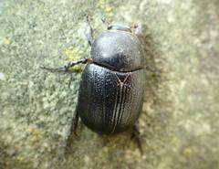 Pentodon bidens punctatus