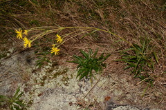 Helianthus longifolius