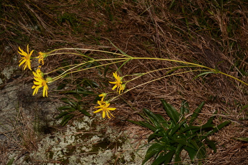 Image of Helianthus longifolius by (c) Brian Finzel, some rights reserved (CC BY-SA)
