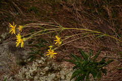 Helianthus longifolius