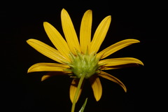Helianthus longifolius