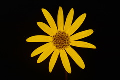 Helianthus longifolius