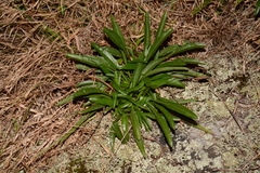 Helianthus longifolius
