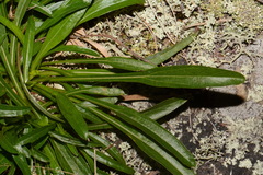 Helianthus longifolius
