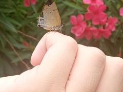 Parrhasius polibetes