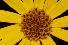Helianthus longifolius