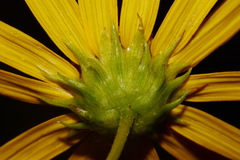 Helianthus longifolius