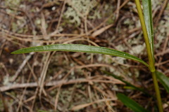 Helianthus longifolius