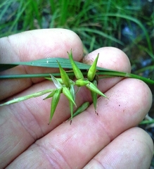 Carex lonchocarpa
